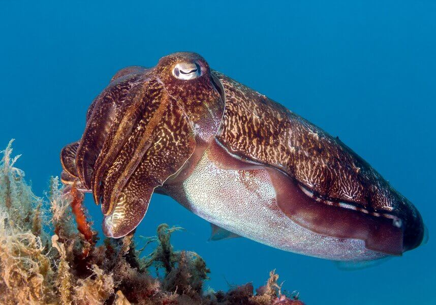 Cuttlefish can camouflage themselves by changing their color and patterns in an instant.