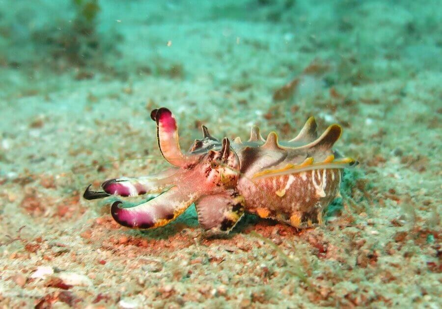 The cuttlefish changes color using a special cell under its skin called the chromatophore.