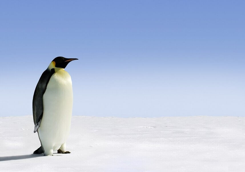 Emperor penguin walking