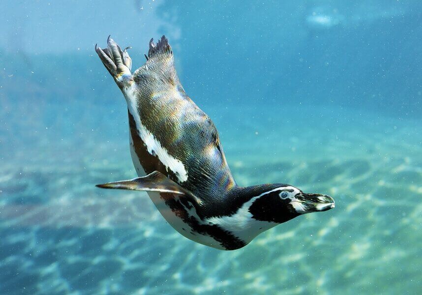 Penguin in water