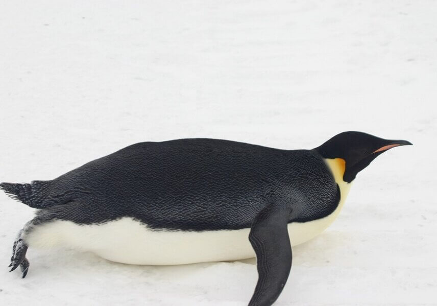 Trapped air along with a layer of fat under the skin enables penguins to survive in winter for weeks