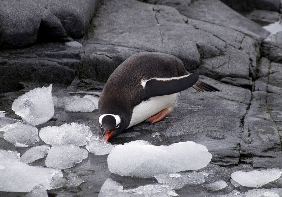 Penguin eating ice