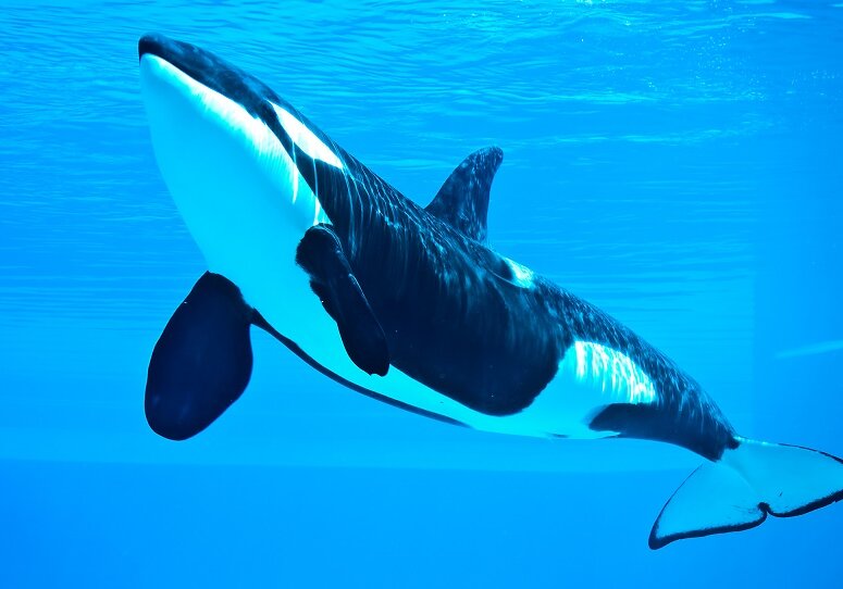 Killer Whale (Orcas) 