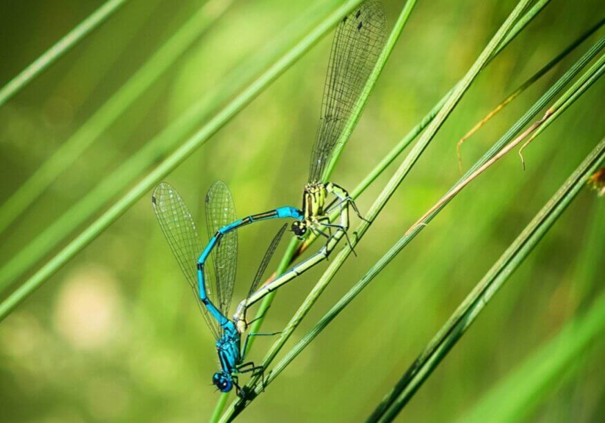 Mating metallic blue dragonflies.