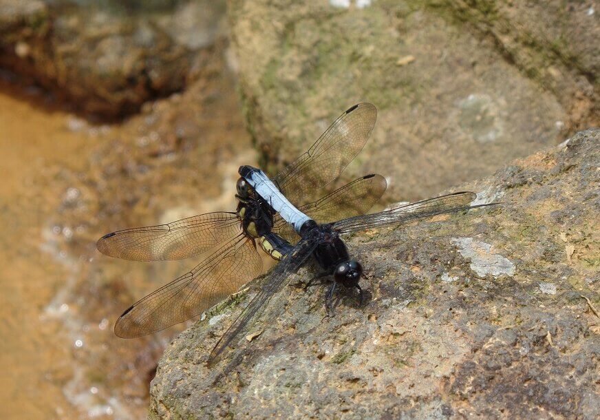 During mating, a male dragonfly grabs the female by the neck (her prothorax) using his anal appendages, called wheel formation.