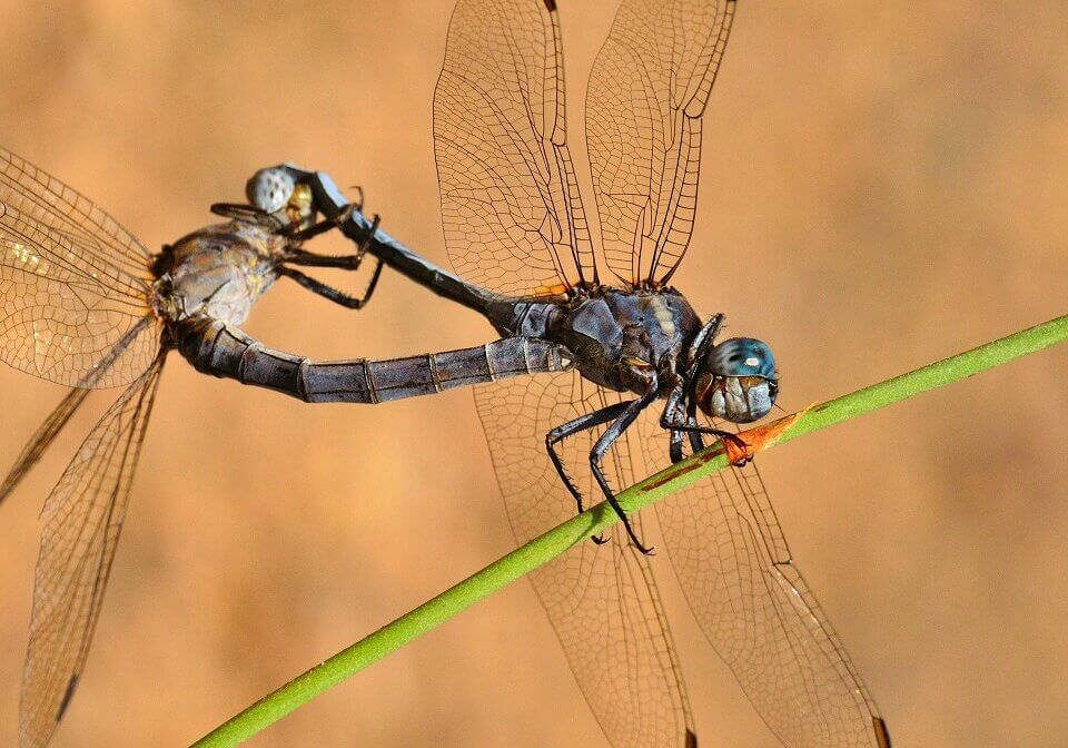 Dragonflies mating