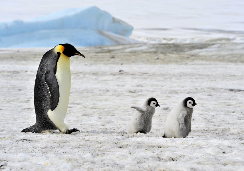 In summer, baby emperor penguins start hunting for themselves in the sea near the breeding grounds