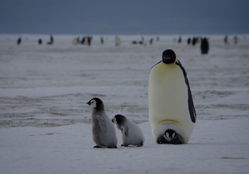 Baby emperor penguins are protected from the cold by hiding in the females’ own brood pouch located above the penguin’s feet.