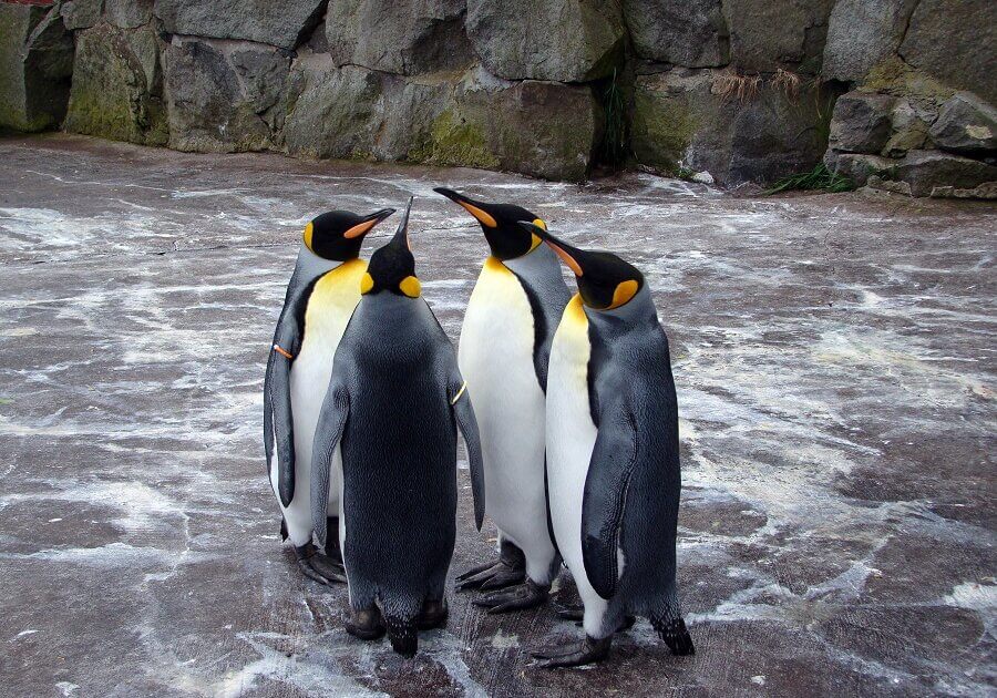 penguins in the cold regions