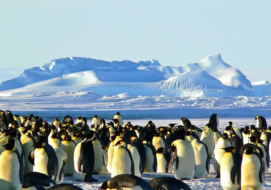 Penguins are flightless birds and from their breeding grounds, they walk long distances to the sea in search of food.