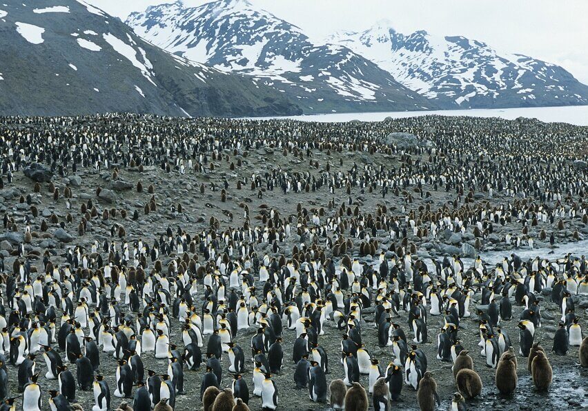 Penguins stand up to 1.2 meters (3.8 feet) tall and may weigh up to 40 kilograms.