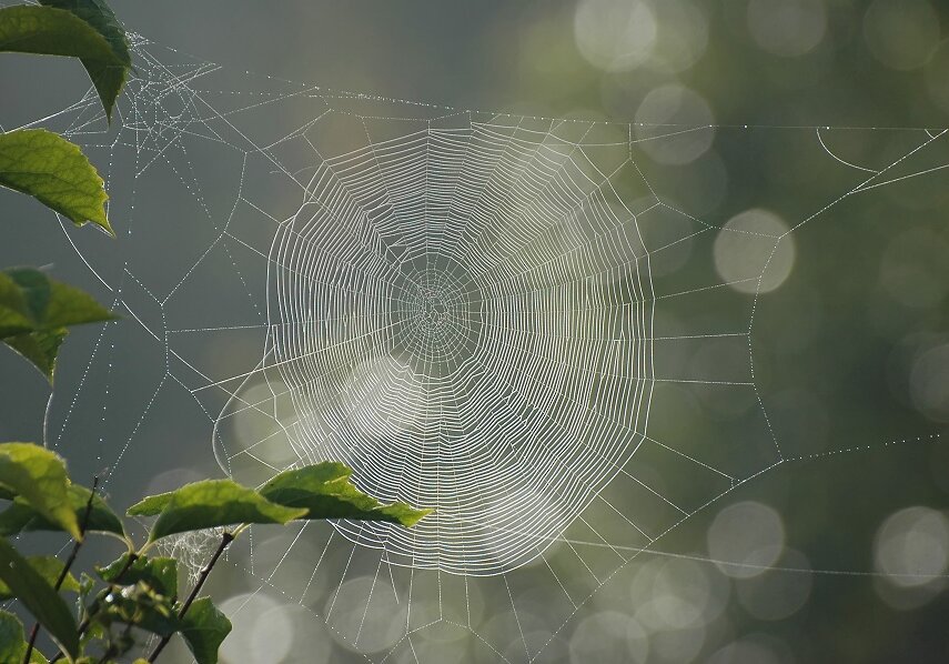 Spiders have silk glands in the abdomen that produce silk, which is used in various ways on a daily basis.