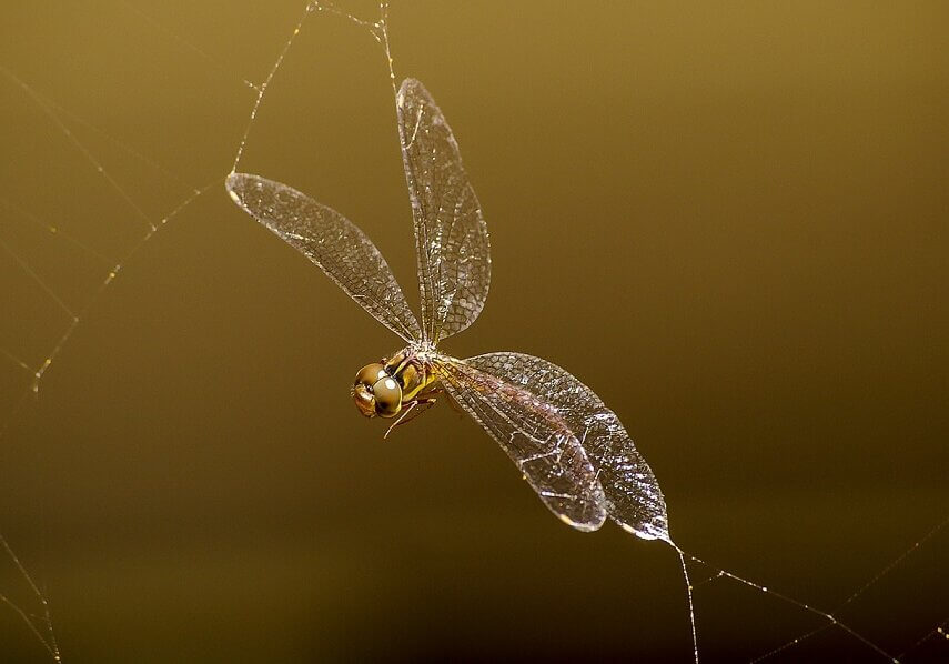 Spiders feed on various insects including dragonflies.