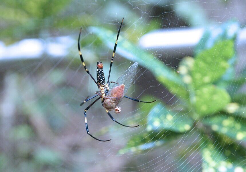 Humans have copied spider anchors in the production of glue and adhesives for bandages and treatment of bone fractures.