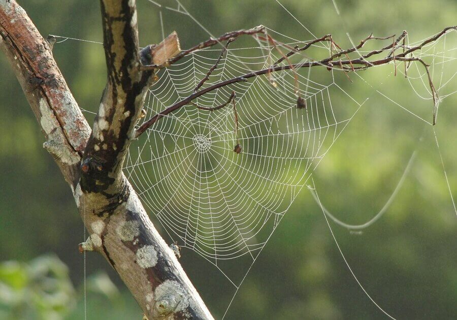 The spider's architecture for anchors to attach webs on the wall or ceiling is different from that used for anchors woven to attach webs to the ground.