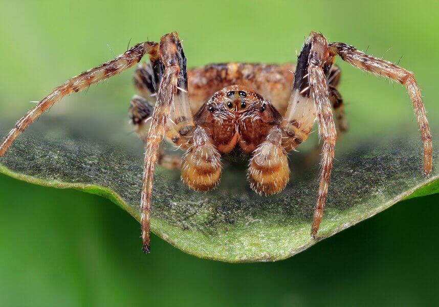 A jumping spider has a clamp of minute hairs at the end of each foot that produce an adhesive force so strong that a spider can walk on ceilings.
