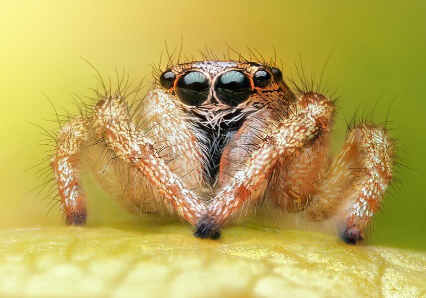 The spider uses the appearance of the image to calculate the exact distance it has to jump to seize its victim