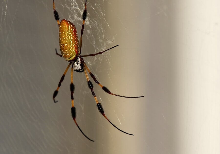 Other dangerous spiders include Banana spiders (Phoneutria species) found in South America, whose venom is dangerous if injected in sufficient amounts