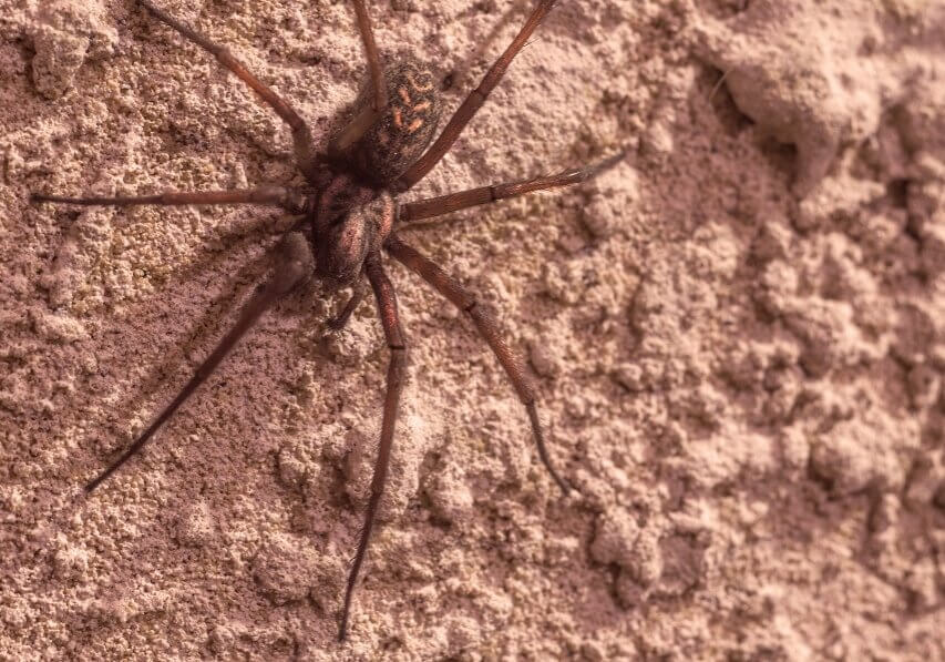 The Brown Recluse (Loxosceles species) spider is found in America and and produces venom to kill prey. Its bite can result in vomiting, fever and shivering.