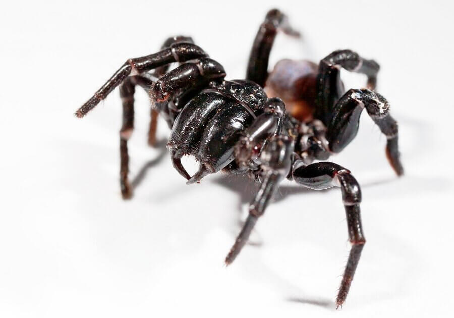 Funnel-web spiders (Hadronyche and Atrax species) are found in Australia. Their venom causes breathing problems that can lead to a coma within 10-15 minutes after the bite.