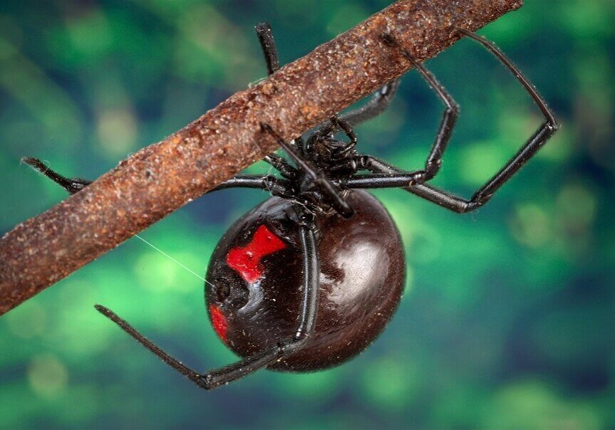 The Black widow spider thrives in hot climates. Its bite may cause death.