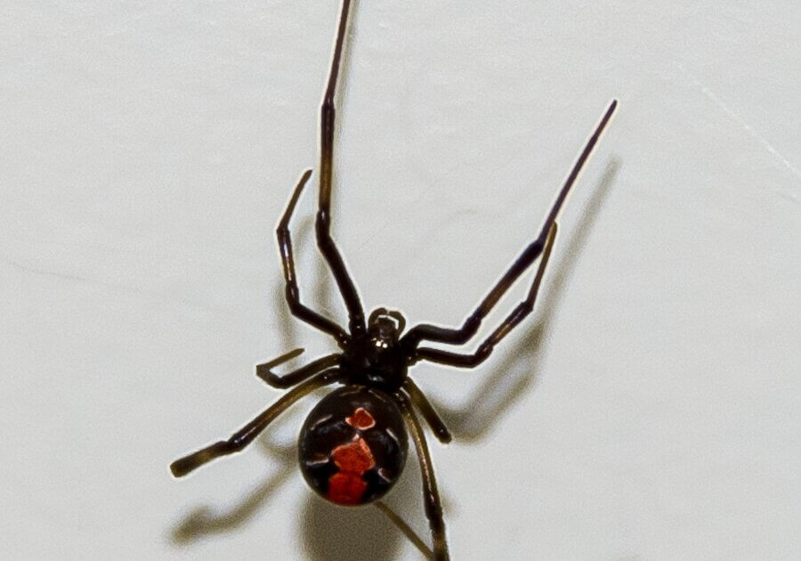 Red back spiders and their relations (Latrodectus species) are found in Australia. Their bite is dangerous to the very young and old people.