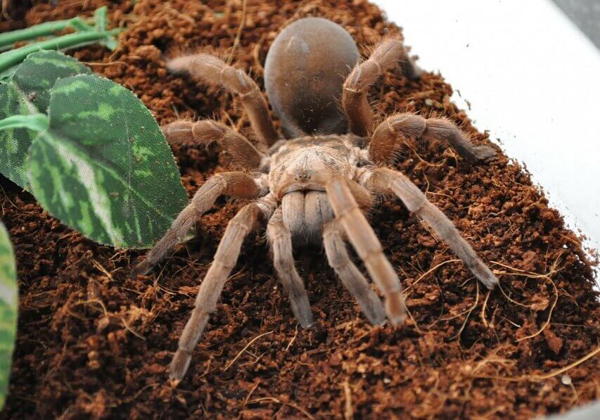 Tarantula spiders are large and frighten many people because of their hairly bodies, but they are harmless to humans.