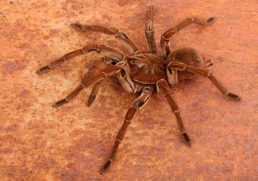 The Goliath spider is the biggest in the world.