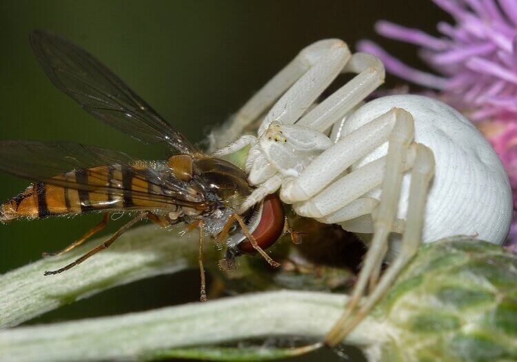 A spider has very low metabolism, which enables it to adapt to adverse climatic conditions and the sporadic nature of its food sources.