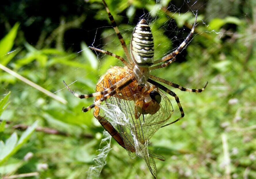 Spider with its prey. Compared to other creatures of similar size, a spider has very low metabolism and does not need a lot of water to survive.