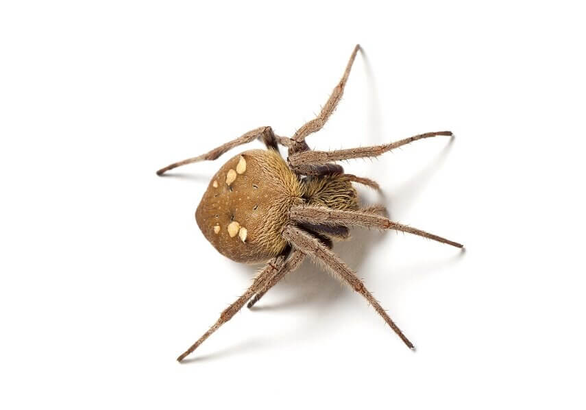 The orb-weaver spider oils its feet with its mouth and walks on the sticky strands with impunity.