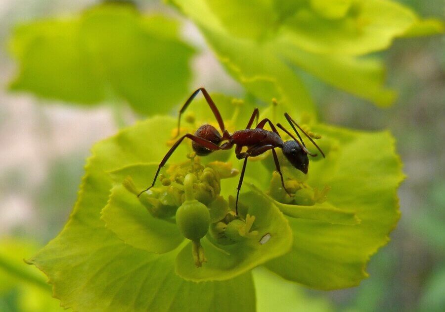 Ant on a leaf