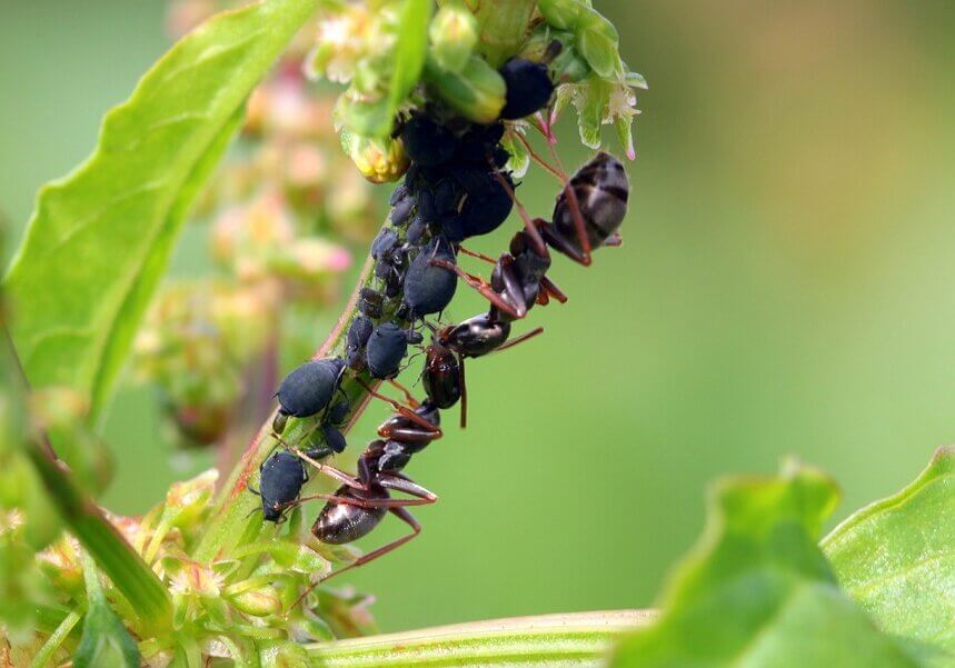 Ants and aphids