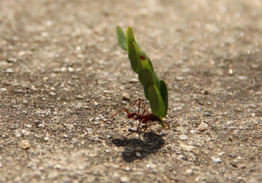 During warmer months, ants may collect seeds from the ground or plants and carry them to underground nests