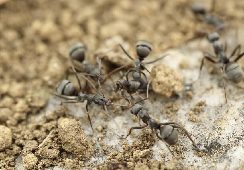 Worker ants take dump seeds into the sunshine to dry and take them back into the nest during the evening.