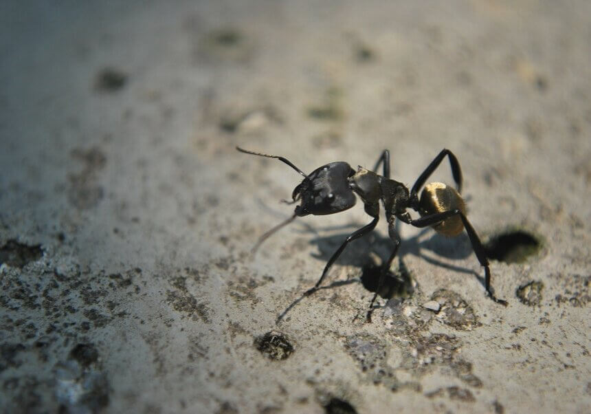 Ant walking