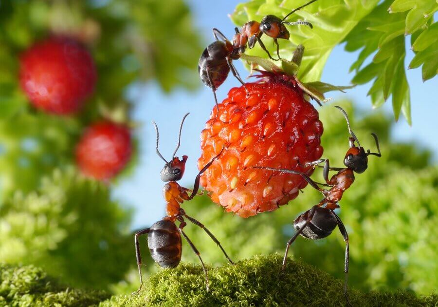 Harvester ants collect seeds during the warmer months of the year and store it in granary chambers.