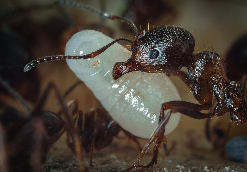 When eggs hatch, larvae are fed on a regular basis.