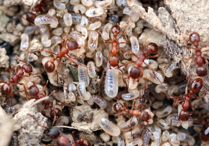 Ant eggs hatch into larva, which proress to the pupae stage before turning into an adult.