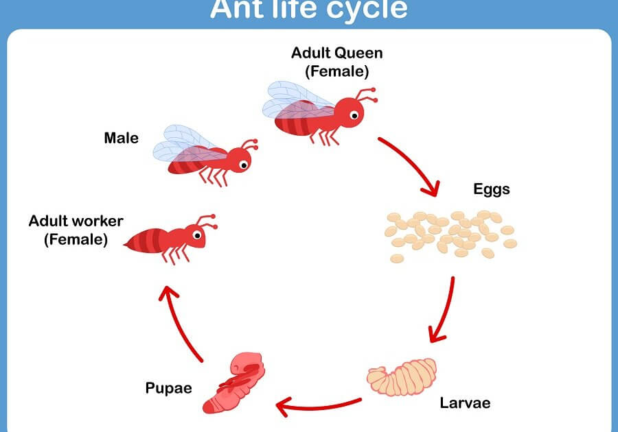 Some species of ants keep the environment around the pupae air conditioned.