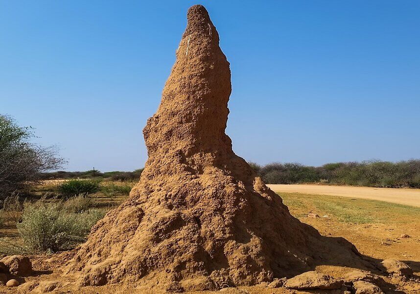 Some ants live in termite hill and work tirelessly from sunrise to late in the night.