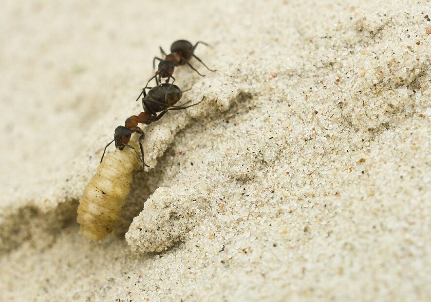 Ants cooperate to haul larva in sand.