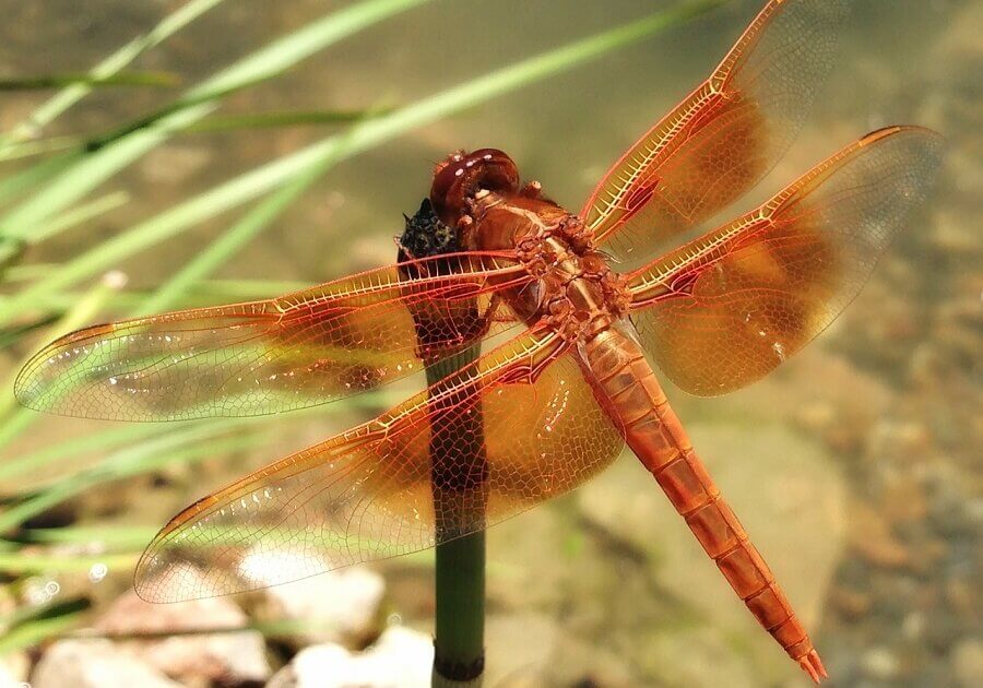 Dragonflies are usually larger and more powerful fliers than damselflies.
