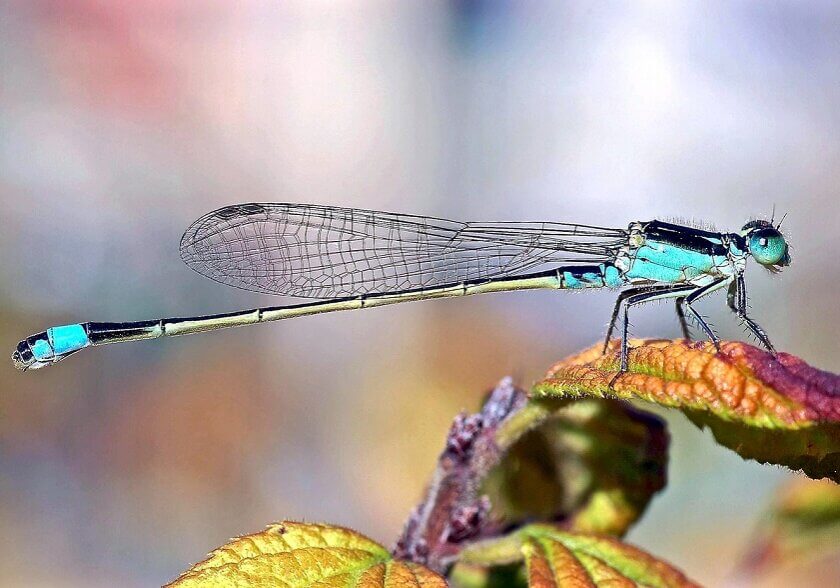Dragonflies hold both pairs of wings horizontally while damselflies fold them above their body.
