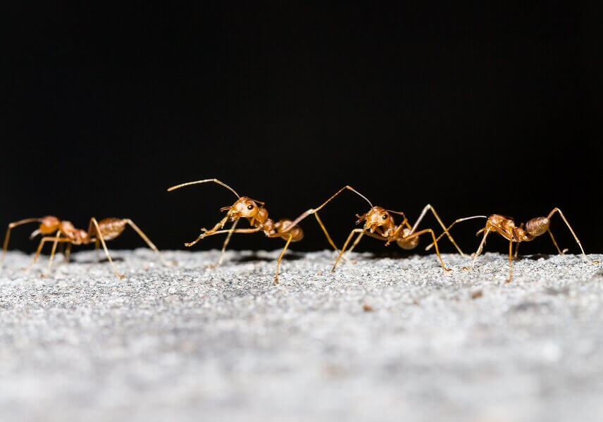 Ants walking in a line