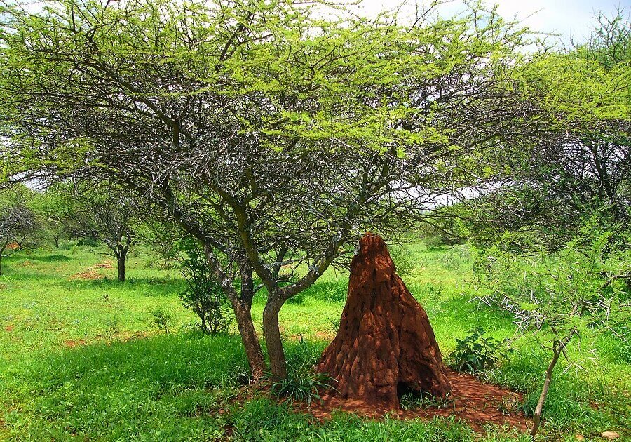 Acacia tree