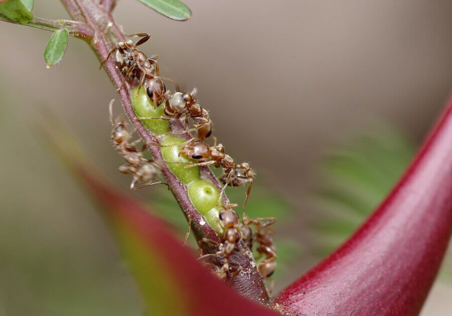 Swollen-thorn acacia and resident ants