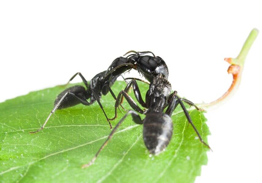 Barteria trees employ black stinging ants to evict parasites.