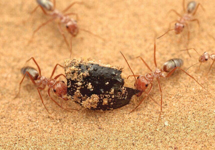 Ants pulling food in desert