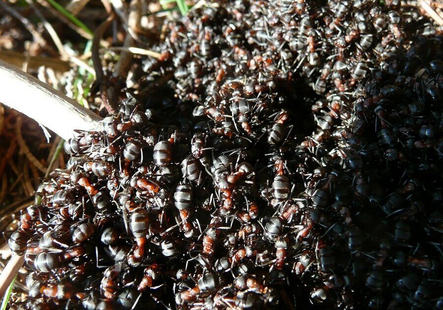 When their nests flood, some species of fire ants move to ground level and join together to form a sort of floating raft